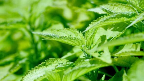 Nettle from varicose veins